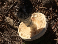 Amanita magniverrucata