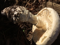 Amanita magniverrucata