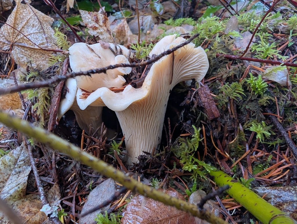 Cantharellus subalbidus