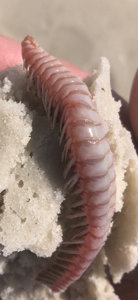 Bristle Worms from Saint Andrew Bay, Upper Grand Lagoon, FL, US on ...
