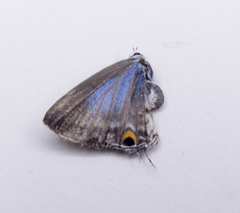 Catochrysops