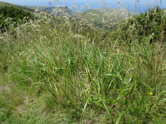 Anthoxanthum redolens