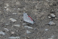 Diaethria neglecta neglecta
