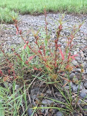Ludwigia linearis
