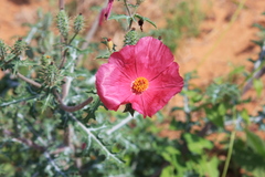 Argemone sanguinea