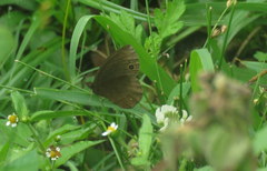 Manerebia cyclopella
