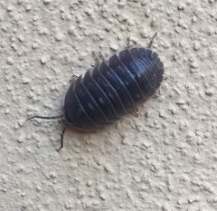 Armadillidium depressum