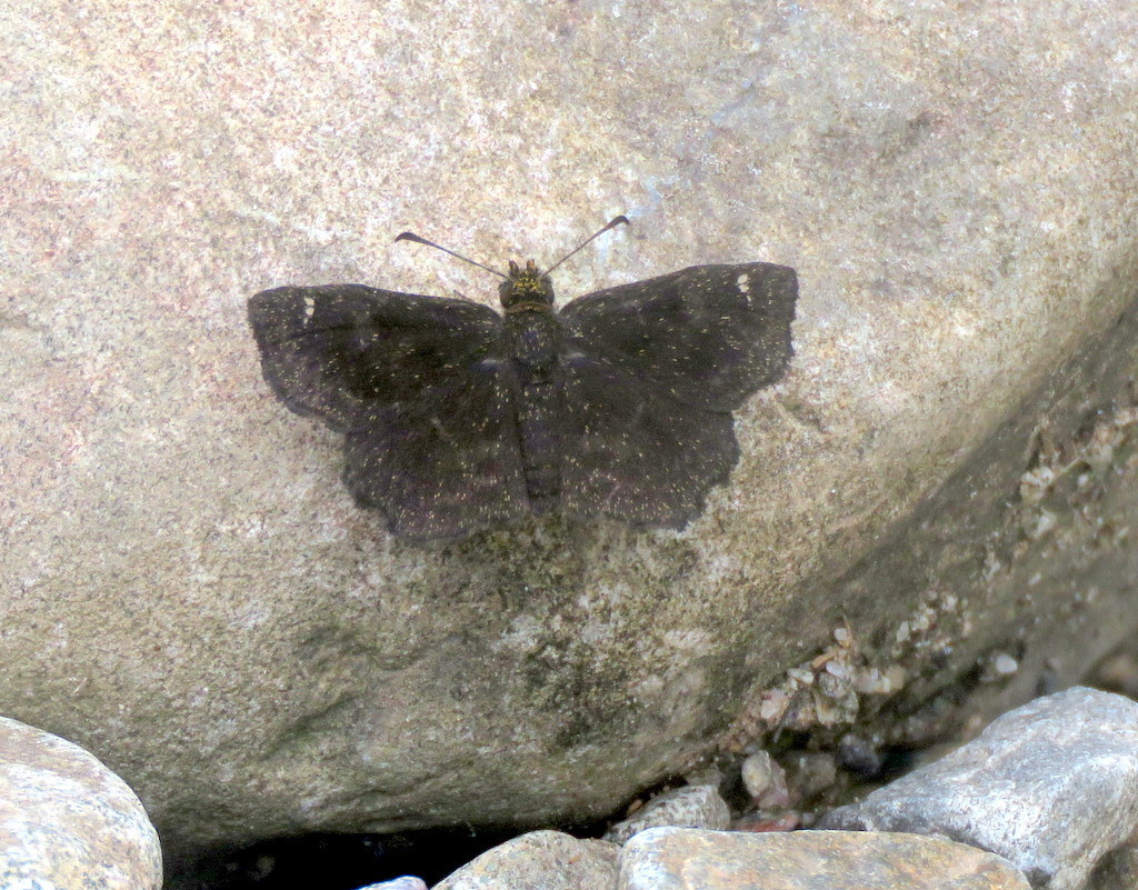 Staphylus musculus