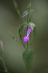 Dicliptera paniculata