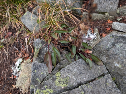 Finetooth Beardtongue (Penstemon subserratus)