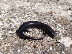 Chalcides ocellatus linosae