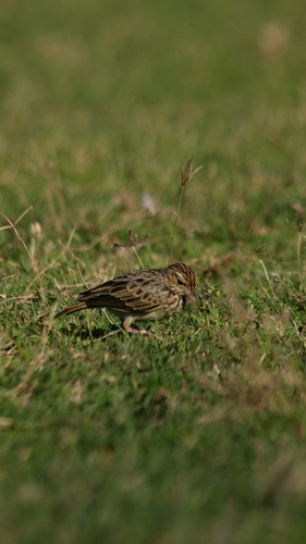 Jerdon's Bushlark