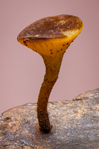 Rutstroemia aff. petiolorum