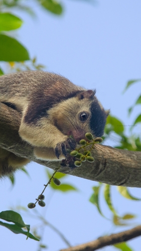 Sri Lankan Giant Squirrel