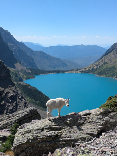 Mountain Goat photographed in Montana