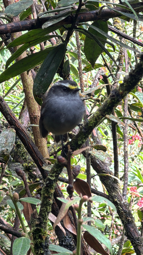 Crowned Chat-Tyrant (Silvicultrix frontalis), photo 8