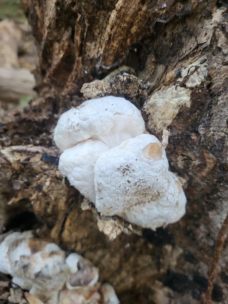 Entoloma abortivum