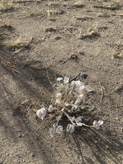 Bahiopsis reticulata