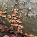 crowded parchment from Hawk Mountain Sanctuary Trail, Kempton, PA, US on November 15, 2025 at 02:44 PM by Clara Eckhart
