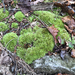 Pincushion Moss from Berks County, US-PA, US on November 15, 2025 at 01:51 PM by Clara Eckhart