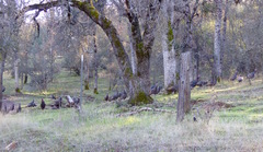 Meleagris gallopavo intermedia