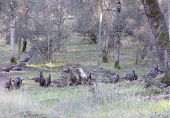 Meleagris gallopavo intermedia