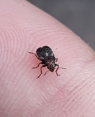 Araecerus