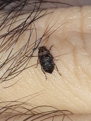 Araecerus