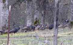 Meleagris gallopavo intermedia