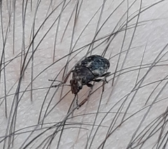 Araecerus