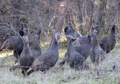 Meleagris gallopavo intermedia