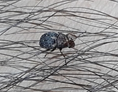 Araecerus