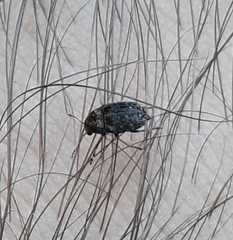 Araecerus