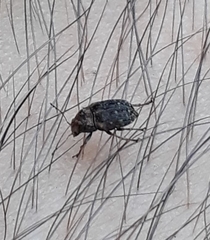 Araecerus