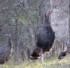 Meleagris gallopavo intermedia
