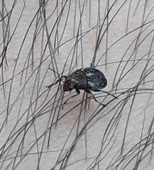 Araecerus