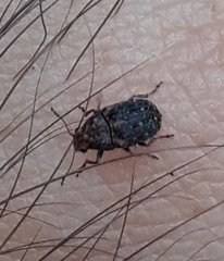 Araecerus