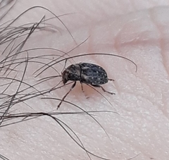 Araecerus