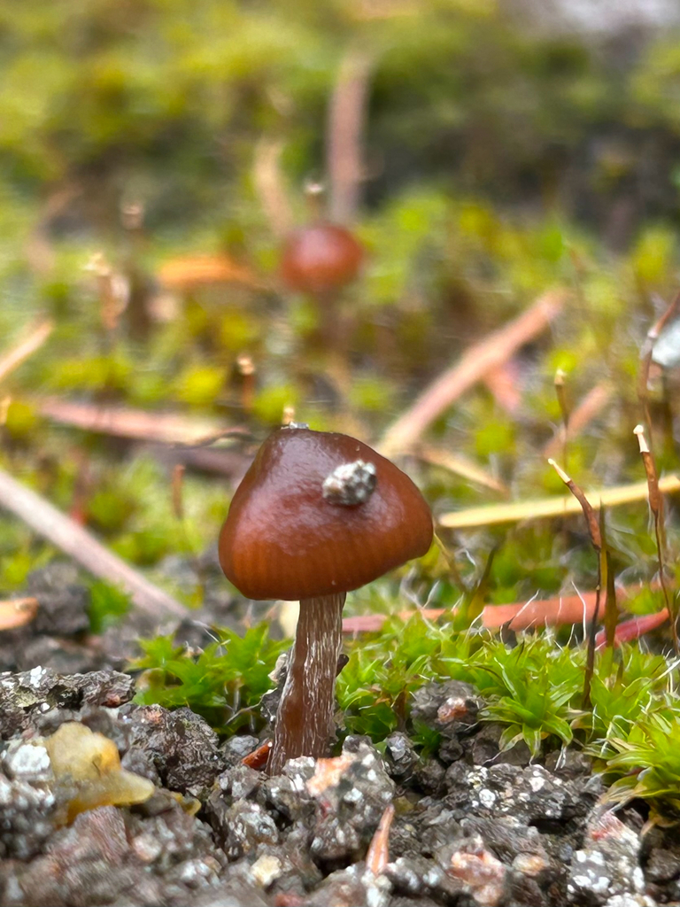 Deconica montana · November 2025 · photo: © egordon88 (iNaturalist, cc0)