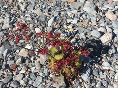 Eriogonum hoffmannii