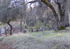 Meleagris gallopavo intermedia