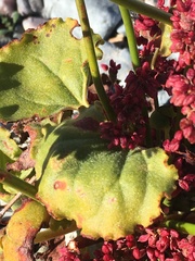 Eriogonum hoffmannii