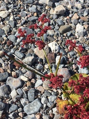 Eriogonum hoffmannii