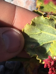 Eriogonum hoffmannii