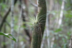 Tillandsia fasciculata