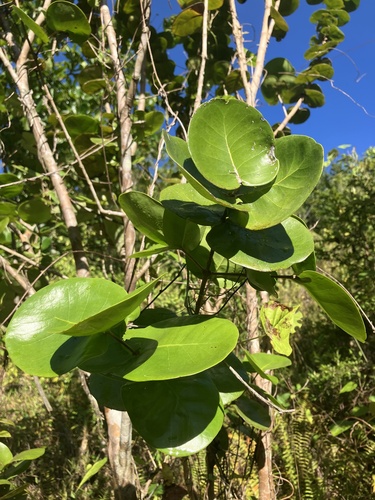 Calyptrogenia biflora, 2025-11-15