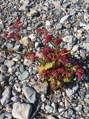Eriogonum hoffmannii