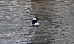 Bucephala albeola