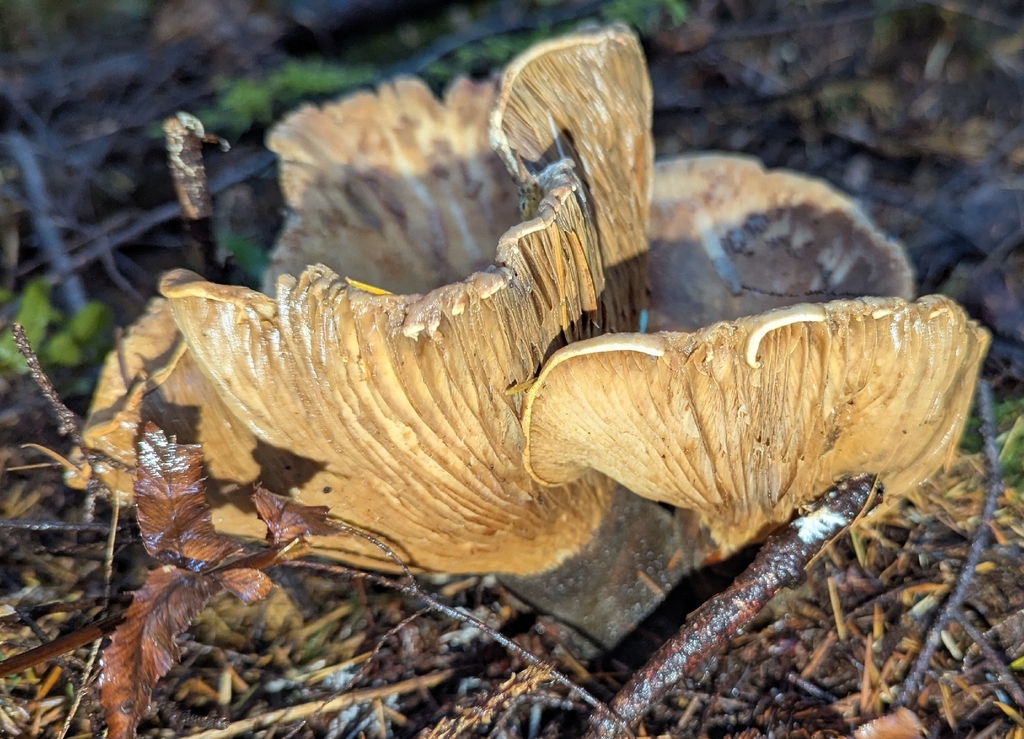Tapinella atrotomentosa · November 2025 · photo: © benkeen (iNaturalist, cc0)
