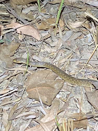 Common keelback sighting